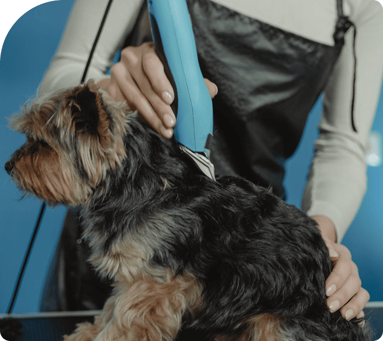 Pet Grooming Success in Action