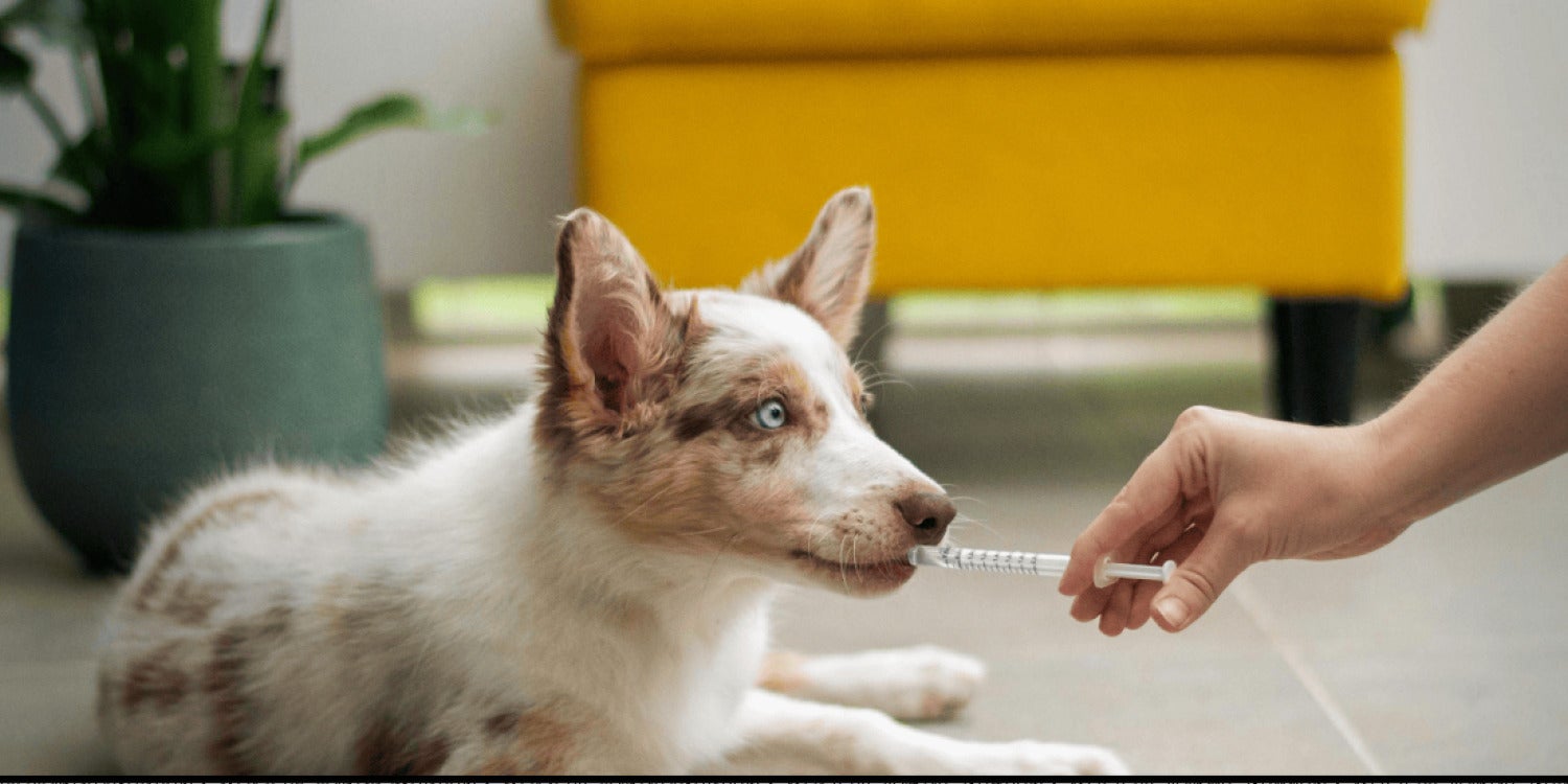 Veterinary Clinics hero